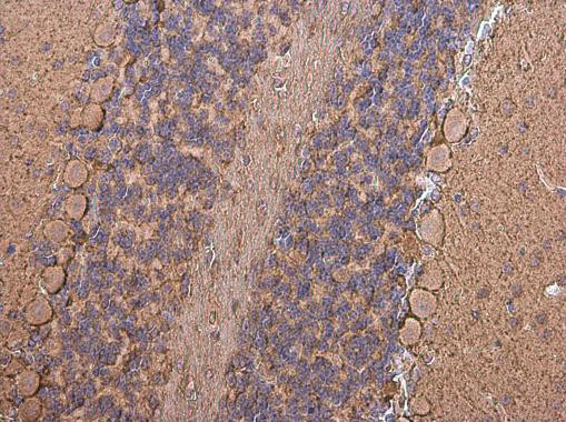 SLC6A1 Antibody in Immunohistochemistry (Paraffin) (IHC (P))