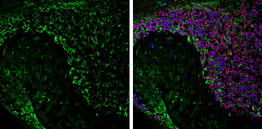 Aquaporin 4 Antibody in Immunohistochemistry (Frozen) (IHC (F))