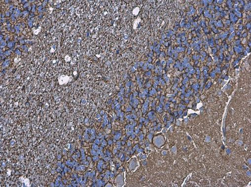 Aquaporin 4 Antibody in Immunohistochemistry (Paraffin) (IHC (P))