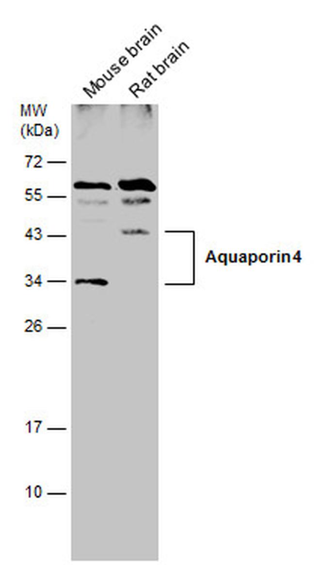 Aquaporin 4 Antibody in Western Blot (WB)