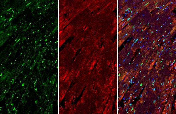 Nkx2.5 Antibody in Immunohistochemistry (Paraffin) (IHC (P))