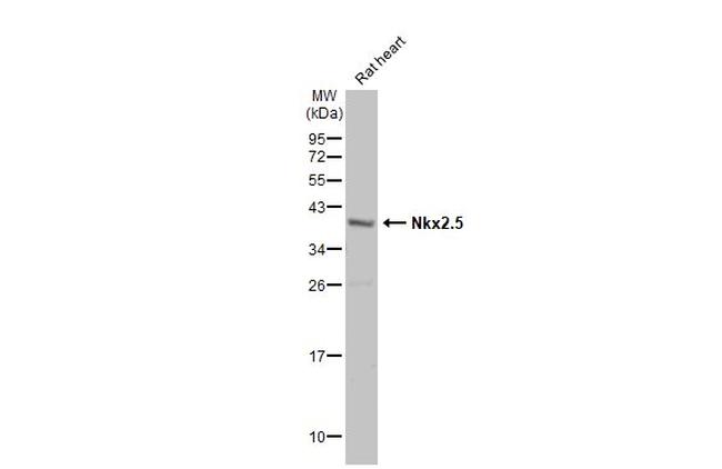 Nkx2.5 Antibody in Western Blot (WB)