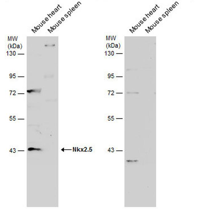 Nkx2.5 Antibody in Western Blot (WB)