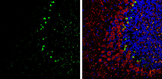 PSD-95 Antibody in Immunohistochemistry (Frozen) (IHC (F))