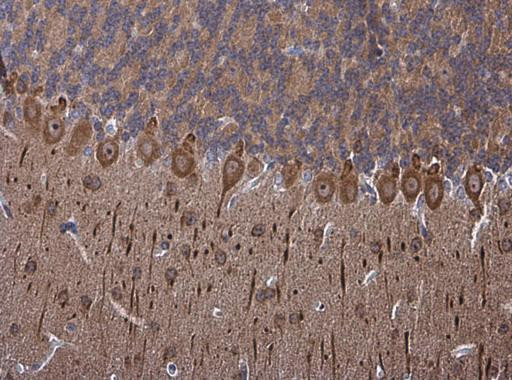 PSD-95 Antibody in Immunohistochemistry (Paraffin) (IHC (P))