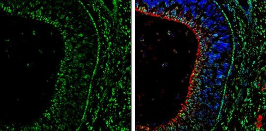 OTX2 Antibody in Immunohistochemistry (Frozen) (IHC (F))