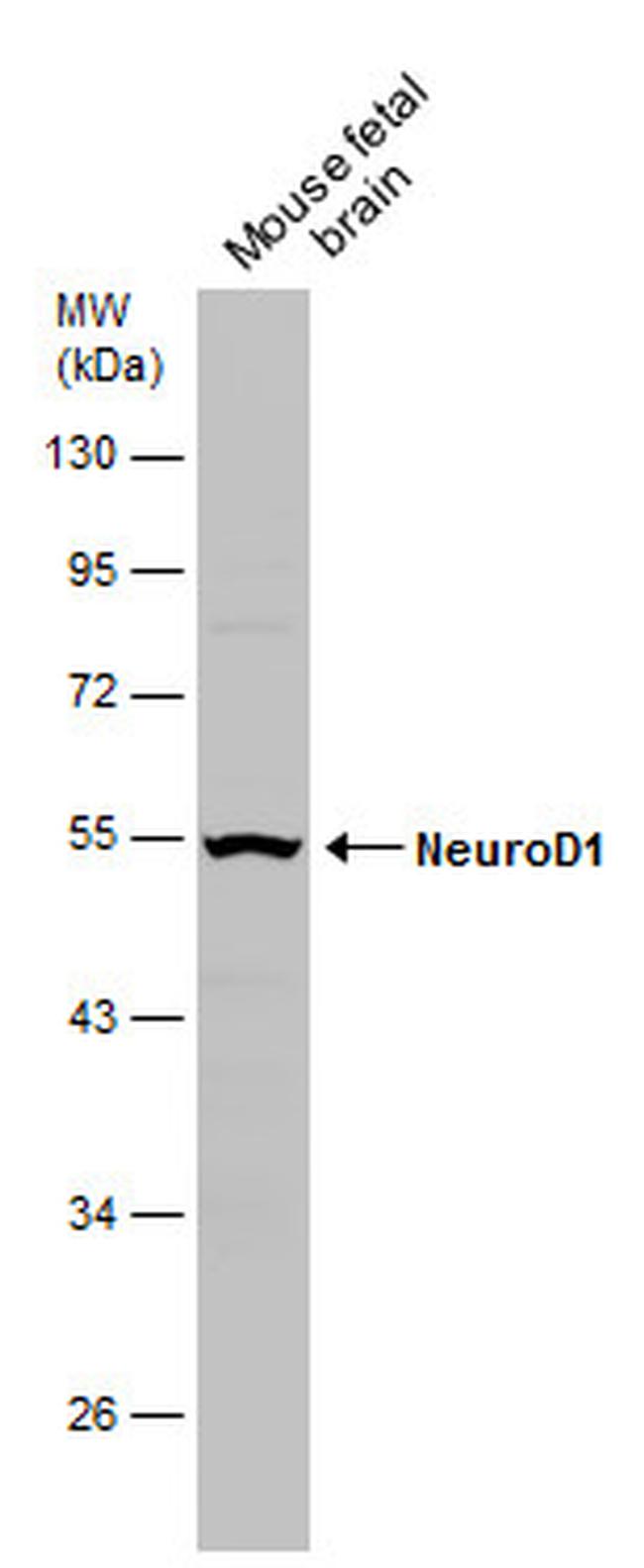 NeuroD1 Antibody in Western Blot (WB)