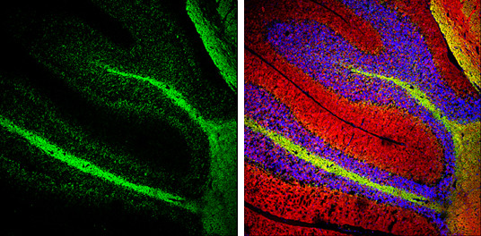 NEFM Antibody in Immunohistochemistry (Frozen) (IHC (F))