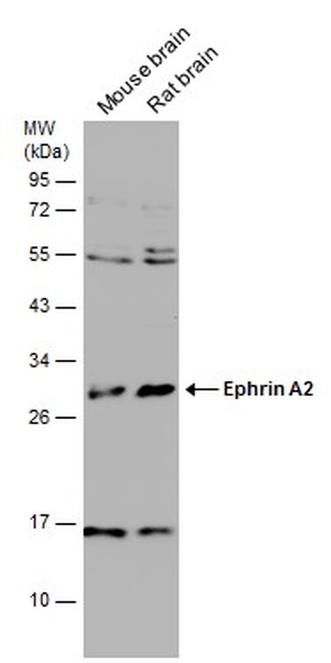 Ephrin A2 Antibody in Western Blot (WB)