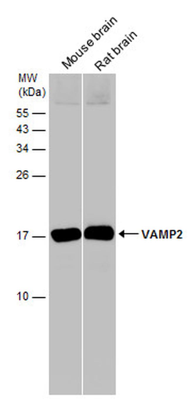 VAMP2 Antibody in Western Blot (WB)