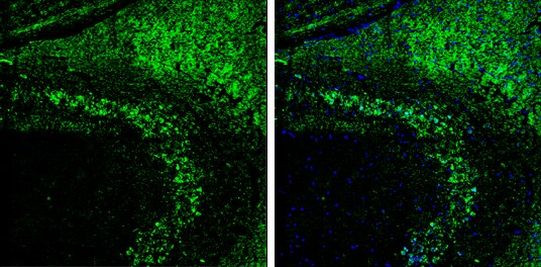 VAChT Antibody in Immunohistochemistry (Frozen) (IHC (F))