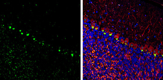 PSD-95 Antibody in Immunohistochemistry (Frozen) (IHC (F))