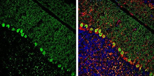 ITPKA Antibody in Immunohistochemistry (Frozen) (IHC (F))