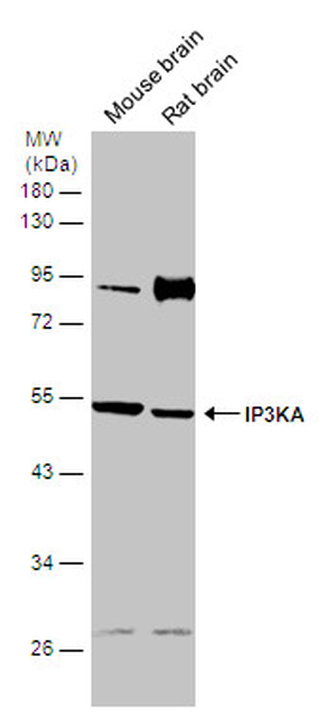 ITPKA Antibody in Western Blot (WB)