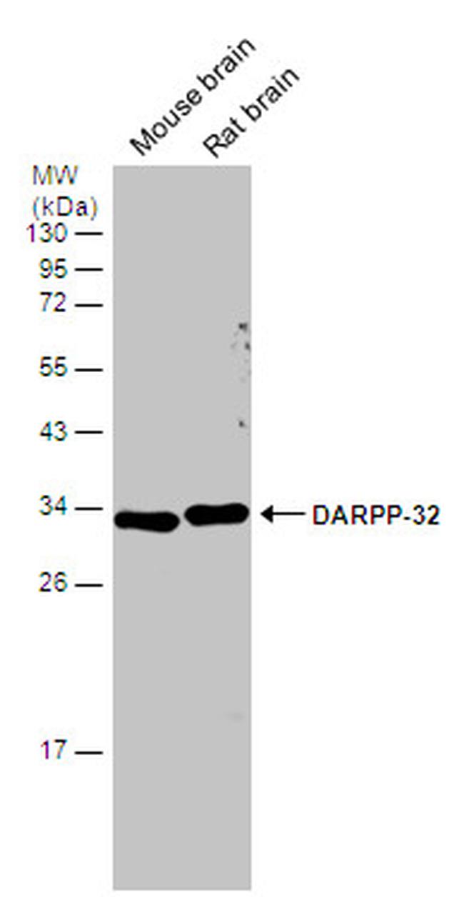 DARPP-32 Antibody in Western Blot (WB)