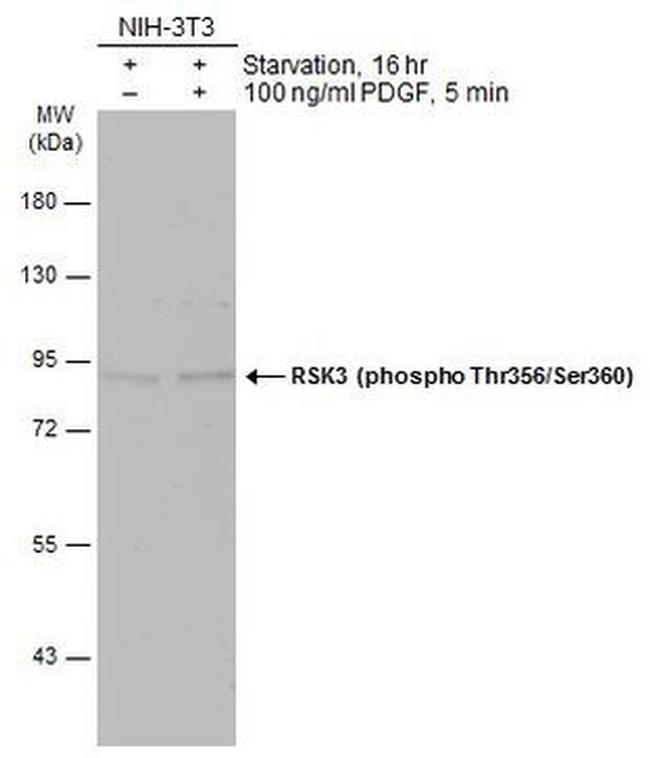 Phospho-RSK3 (Thr356, Ser360) Antibody in Western Blot (WB)