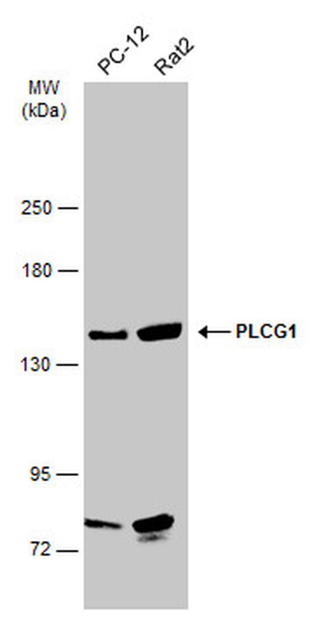 PLCG1 Antibody in Western Blot (WB)