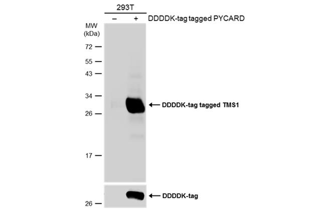 PYCARD Antibody in Western Blot (WB)