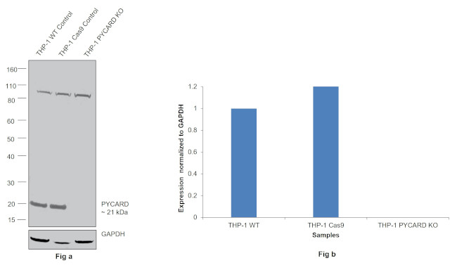 PYCARD Antibody in Western Blot (WB)