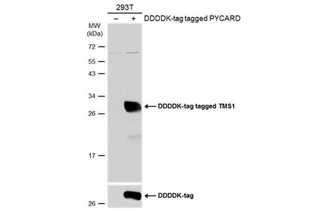 PYCARD Antibody in Western Blot (WB)