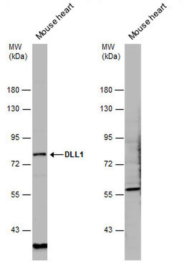 DLL1 Antibody in Western Blot (WB)