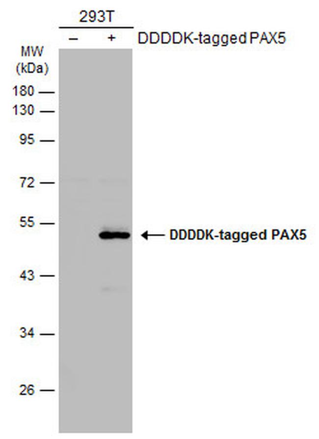 PAX5 Antibody in Western Blot (WB)