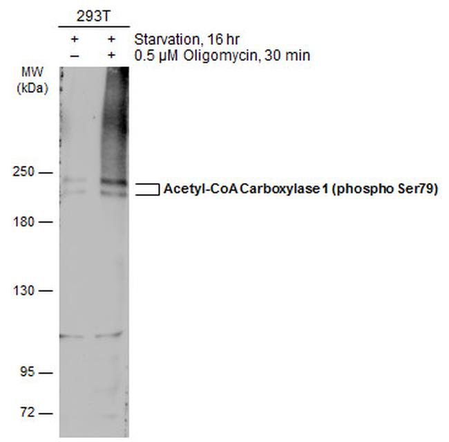 Phospho-Acetyl-CoA Carboxylase (Ser79) Antibody in Western Blot (WB)