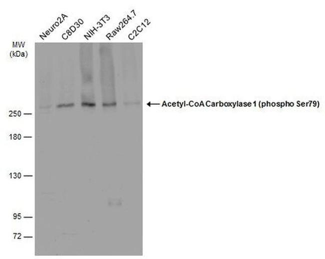 Phospho-Acetyl-CoA Carboxylase (Ser79) Antibody in Western Blot (WB)