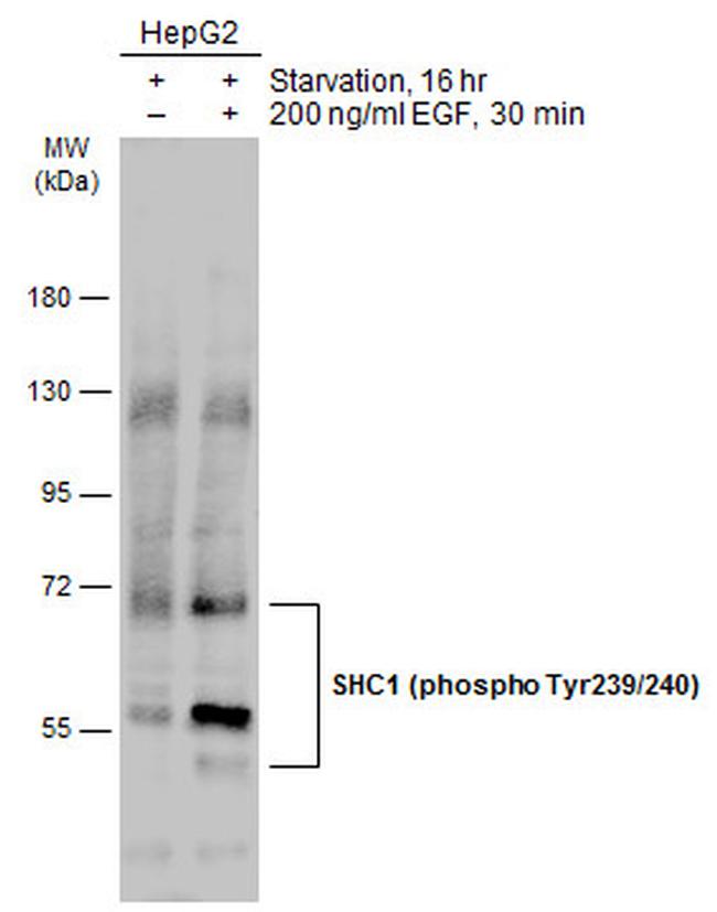 Phospho-SHC (Tyr239, Tyr240) Antibody in Western Blot (WB)