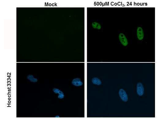 HIF-2 alpha Antibody in Immunocytochemistry (ICC/IF)