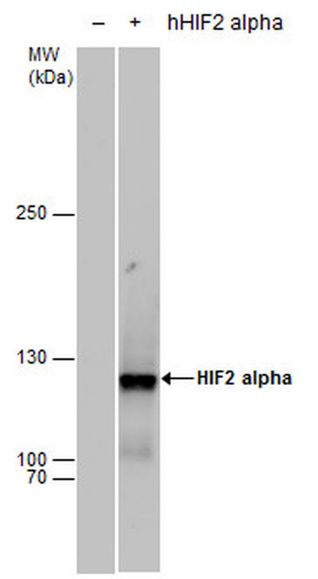 HIF-2 alpha Antibody in Western Blot (WB)