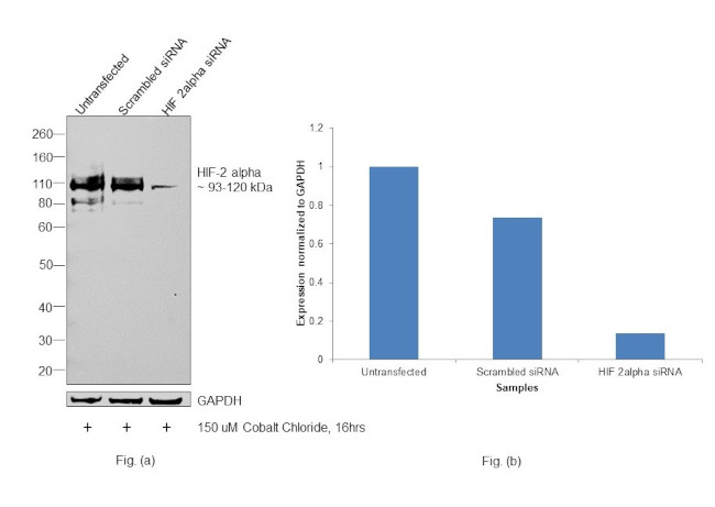 HIF-2 alpha Antibody in Western Blot (WB)