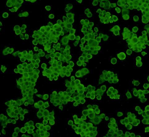 14-3-3 beta Antibody in Immunocytochemistry (ICC/IF)