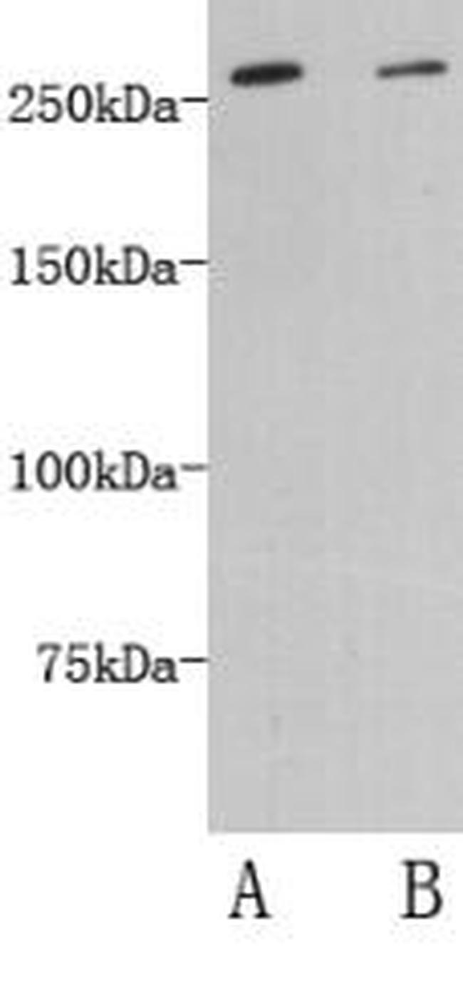 DOPEY2 Antibody in Western Blot (WB)