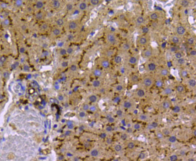 LDHA Antibody in Immunohistochemistry (Paraffin) (IHC (P))