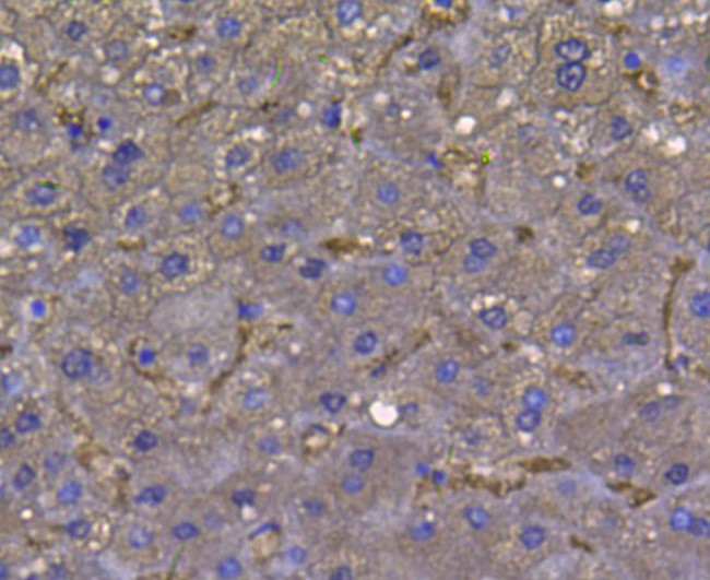 LDHA Antibody in Immunohistochemistry (Paraffin) (IHC (P))