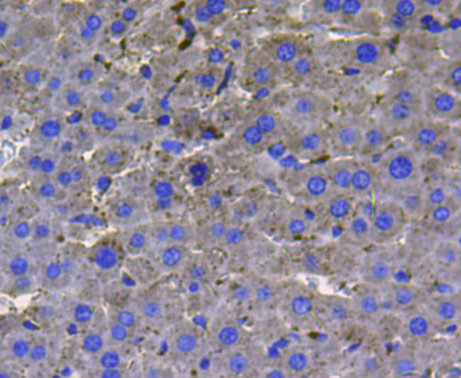 LDHA Antibody in Immunohistochemistry (Paraffin) (IHC (P))