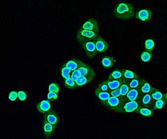 Lamin B2 Antibody in Immunocytochemistry (ICC/IF)