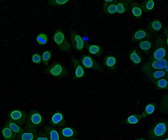 Lamin B2 Antibody in Immunocytochemistry (ICC/IF)