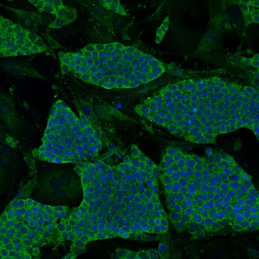 N-cadherin Antibody in Immunocytochemistry (ICC/IF)