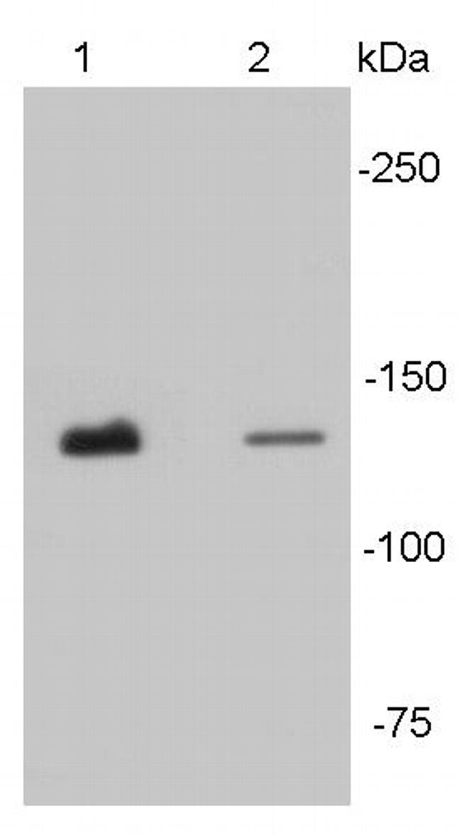 N-cadherin Antibody in Western Blot (WB)