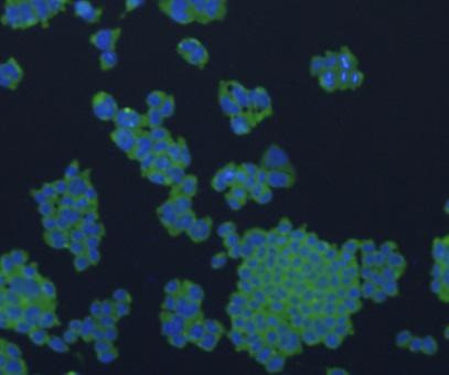 Bax Antibody in Immunocytochemistry (ICC/IF)