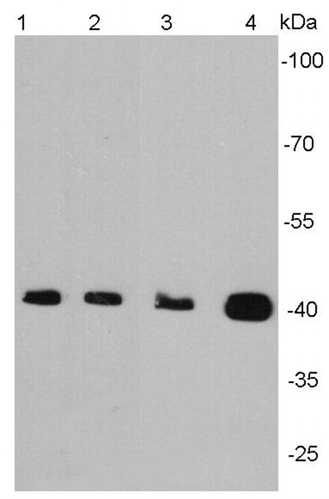 Alpha-Smooth Muscle Actin Antibody in Western Blot (WB)