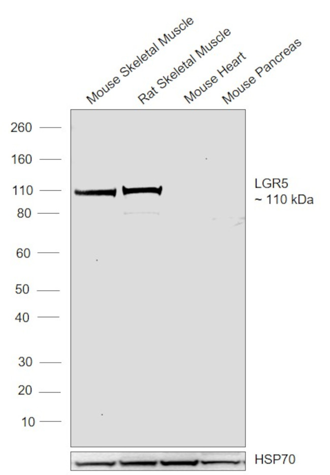 LGR5 Antibody