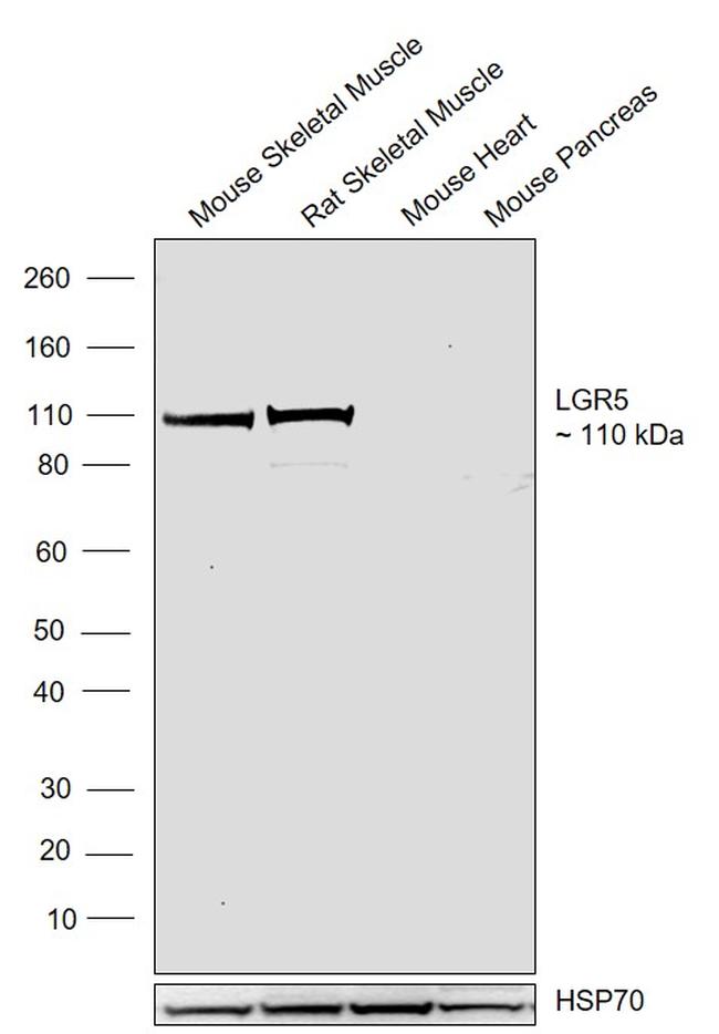 LGR5 Antibody in Western Blot (WB)