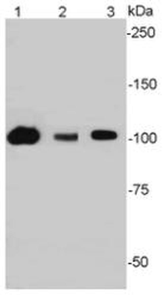 SIRT1 Antibody in Western Blot (WB)