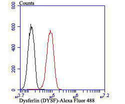 Dysferlin Antibody in Flow Cytometry (Flow)