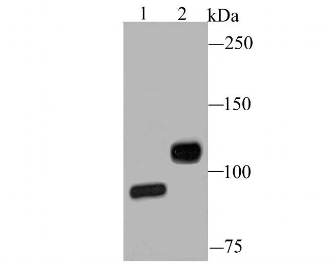 CD61 (Integrin beta 3) Antibody in Western Blot (WB)