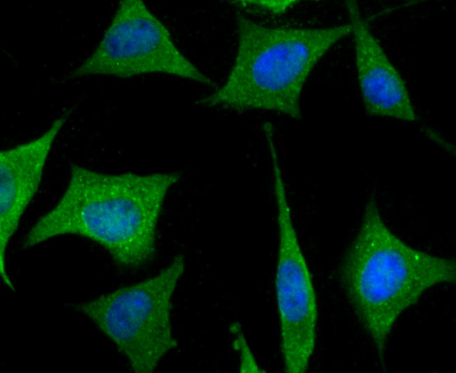 PR3 Antibody in Immunocytochemistry (ICC/IF)