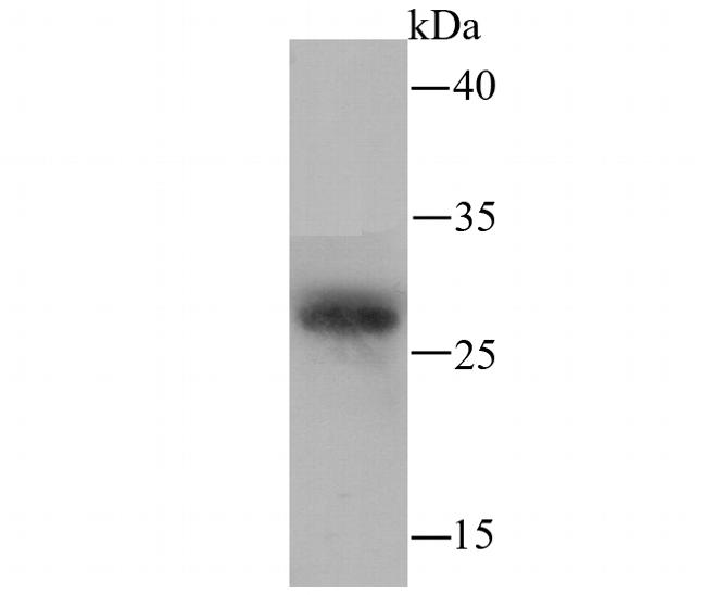 PR3 Antibody in Western Blot (WB)